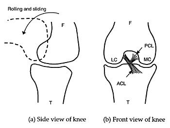 Kneledd